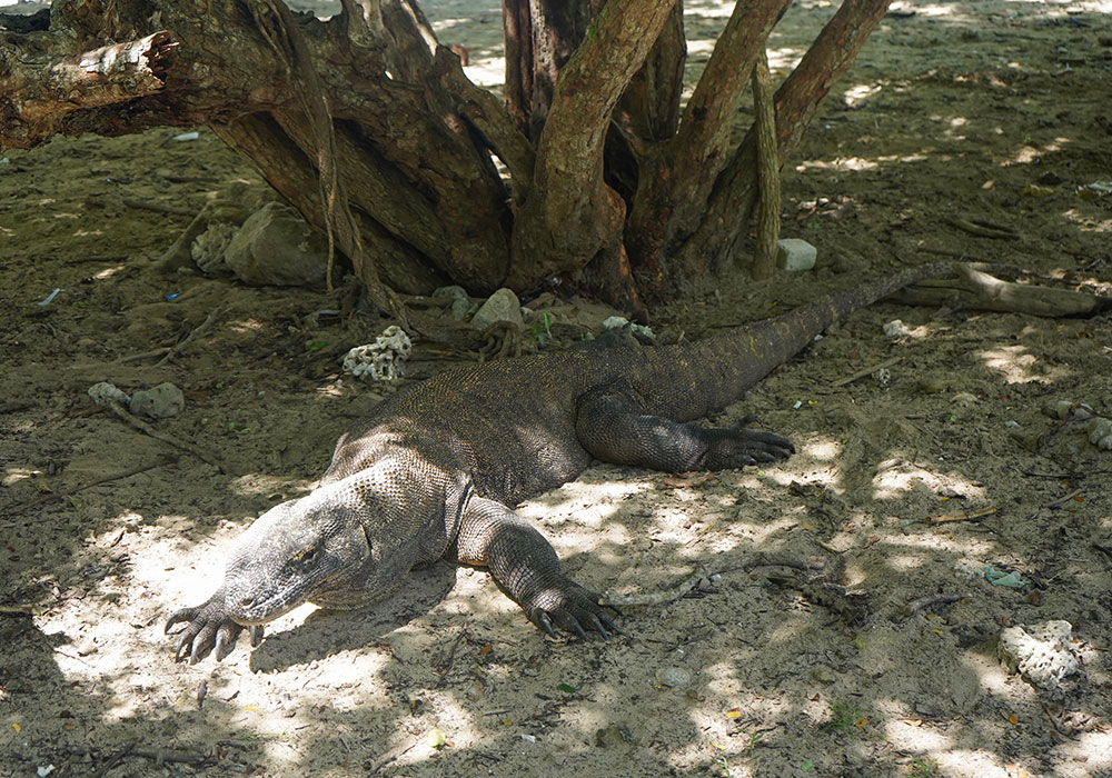The Best Komodo Island Tours from Bali