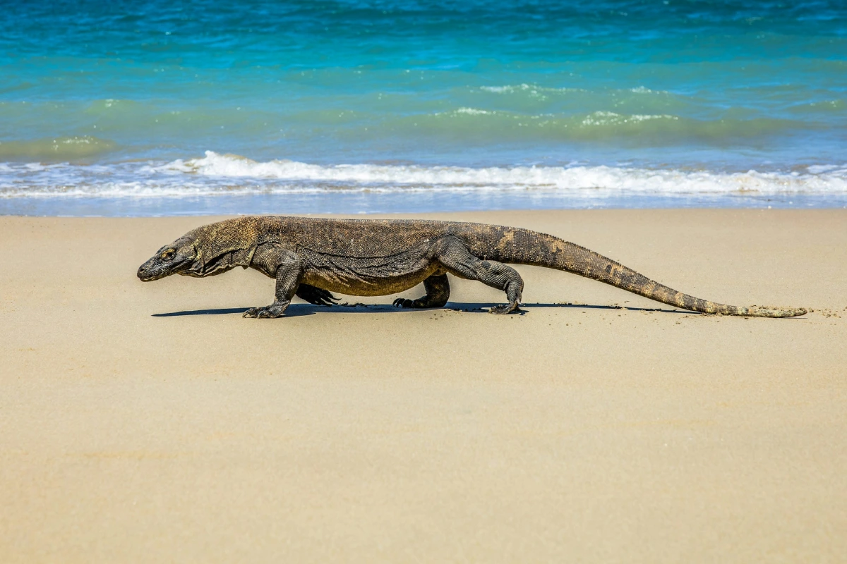 best time to visit Loh Liang Komodo National Park
