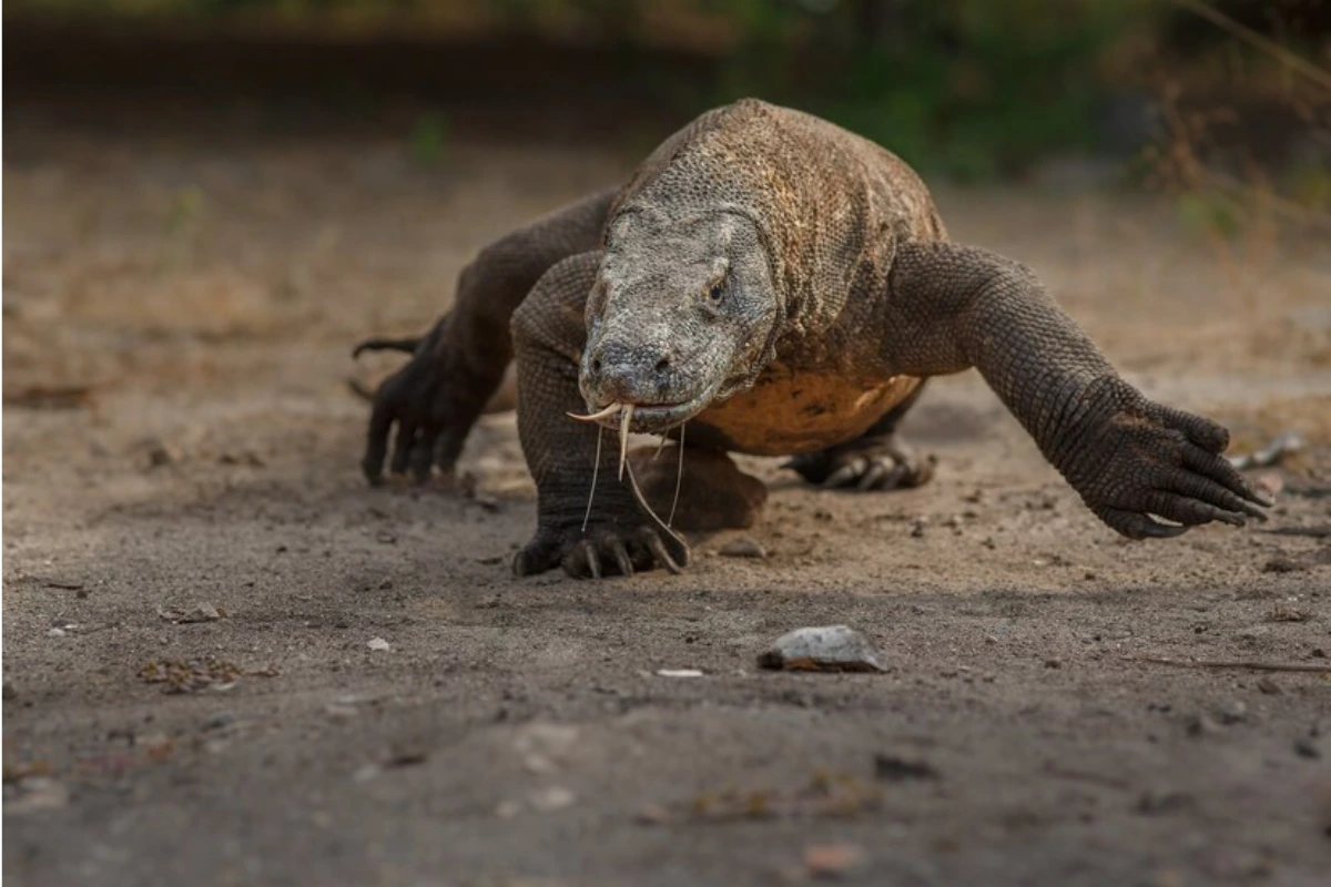 How to get to Komodo National Park from Bali