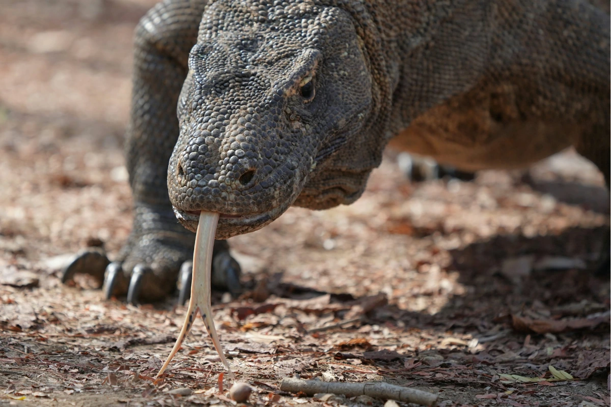 Komodo dragon venom