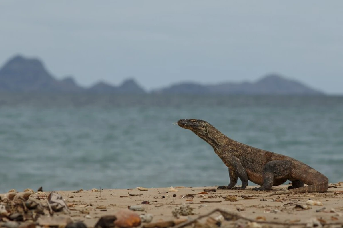 Loh Liang Komodo National Park