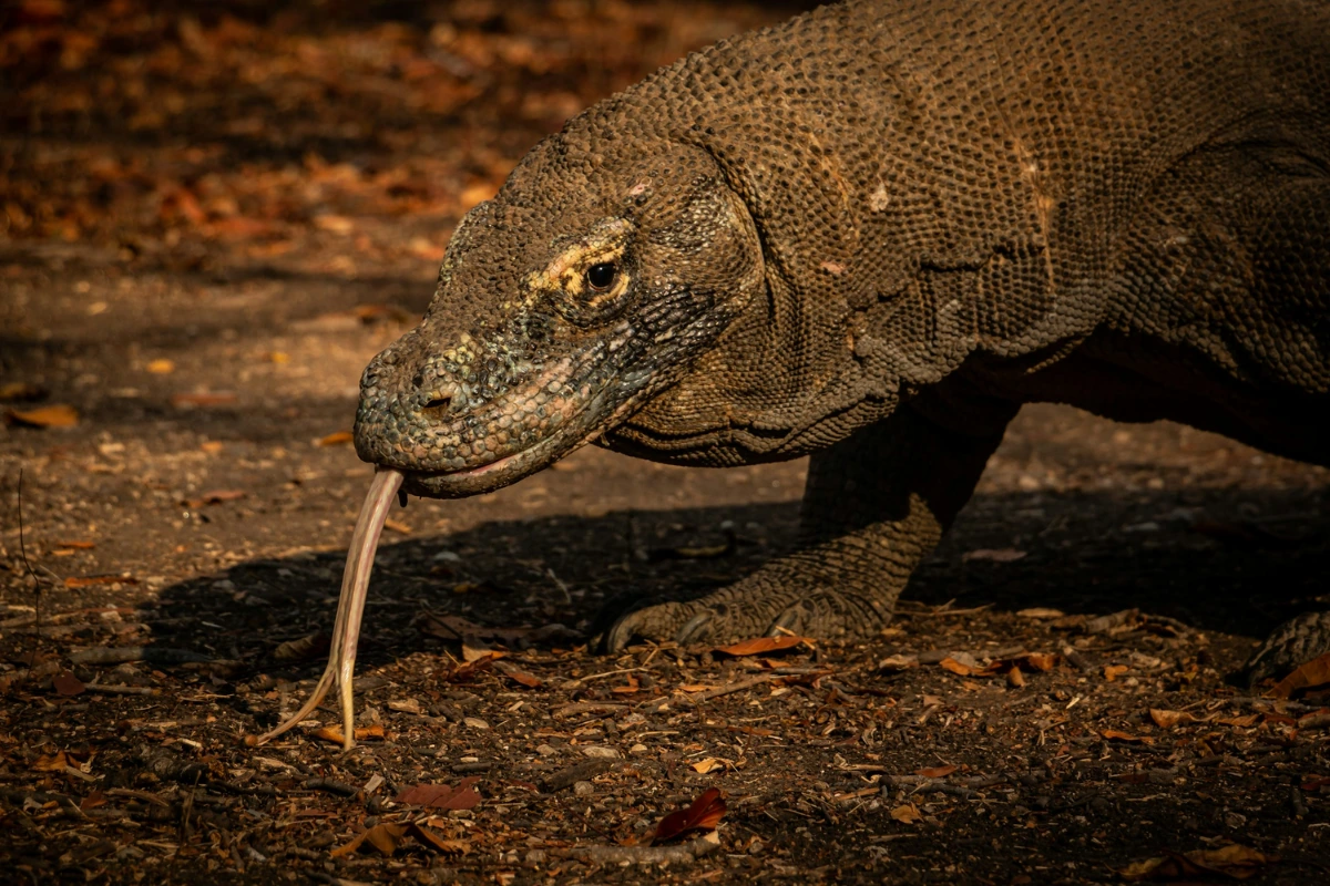 Komodo dragon venom effects