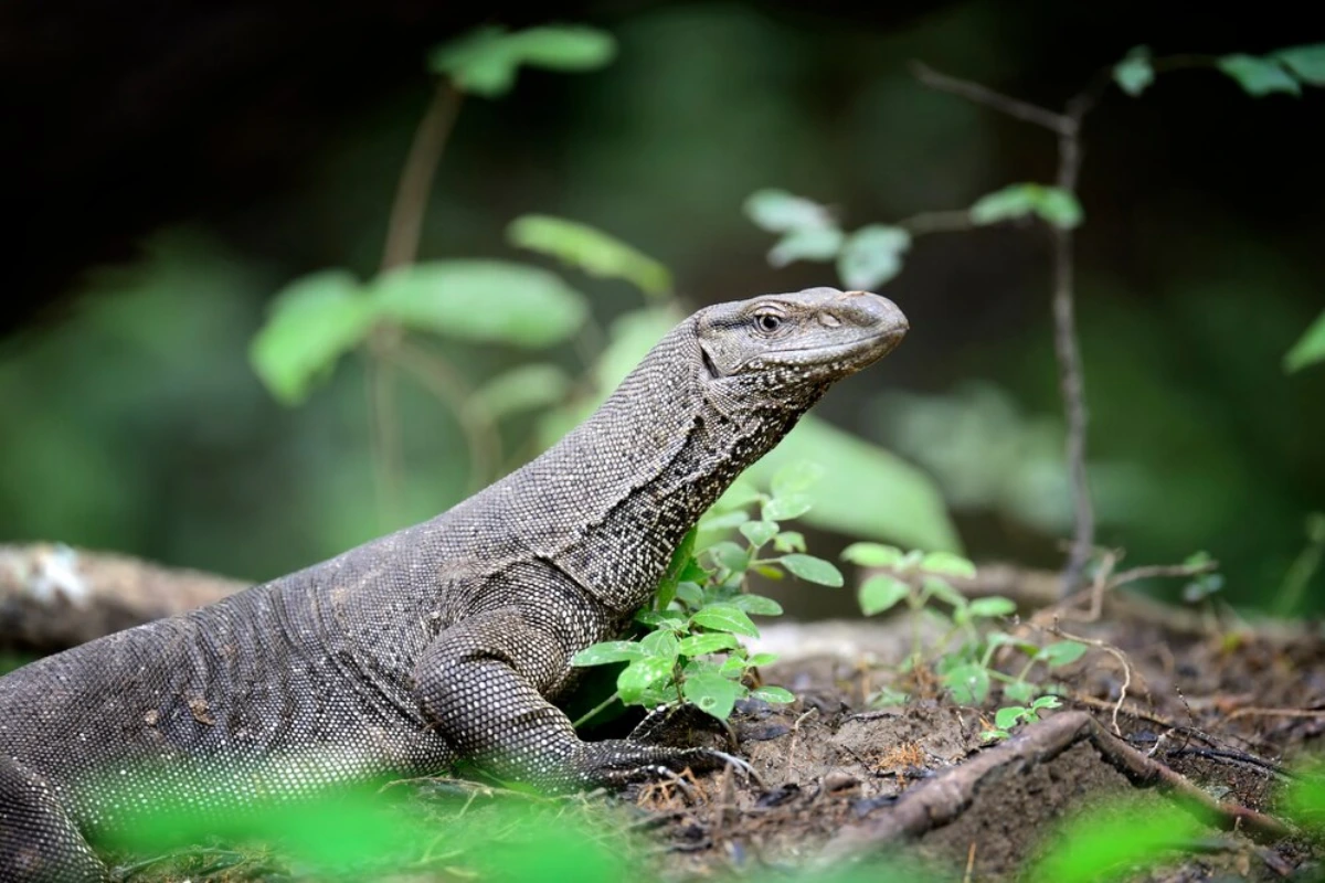 Komodo dragon vs monitor lizard size