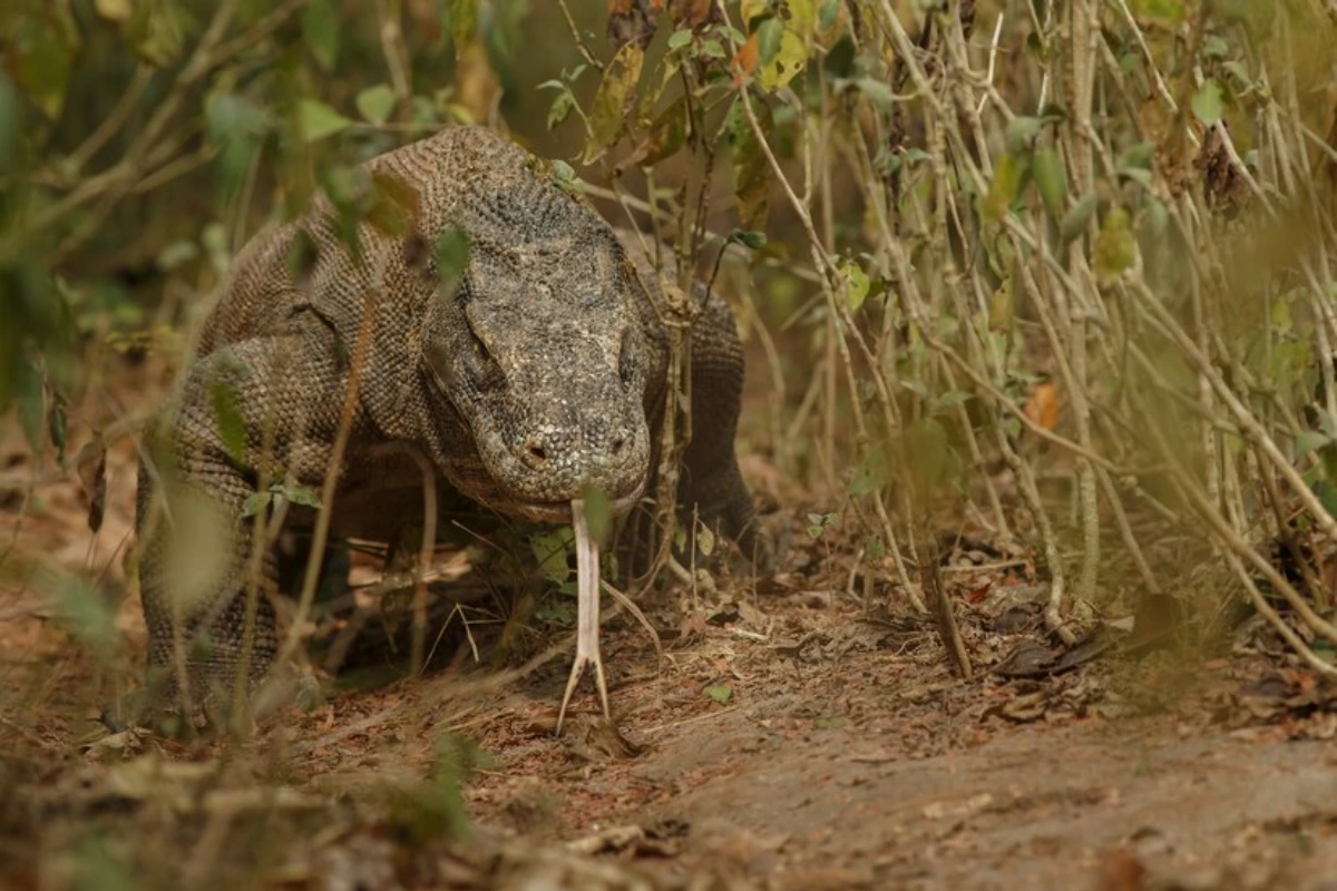 Komodo dragon habitat