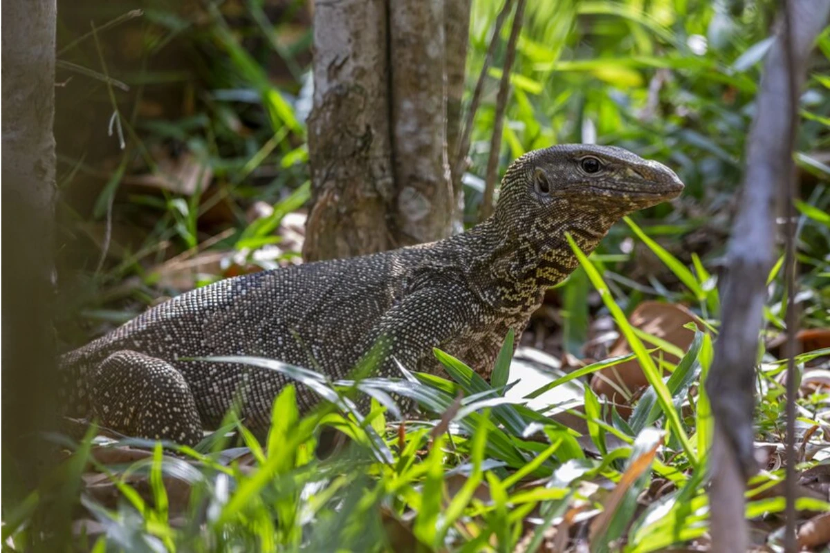 The behavior of the Komodo dragon