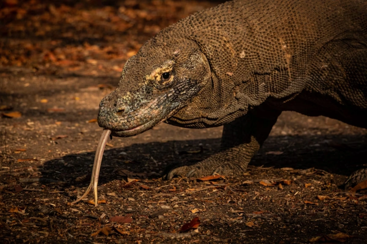 Komodo dragon facts