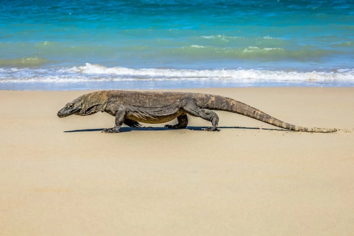 Komodo dragon size