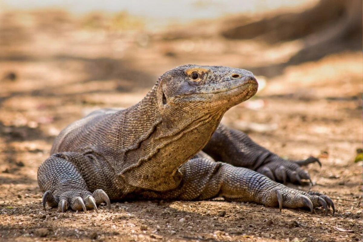 Komodo dragon facts
