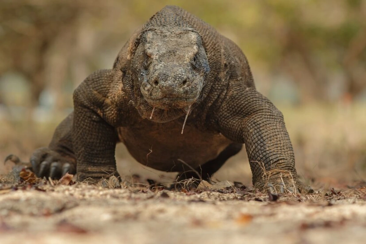 Komodo dragon facts