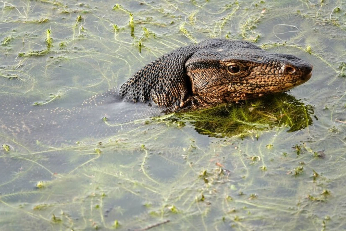 Komodo dragon behavior