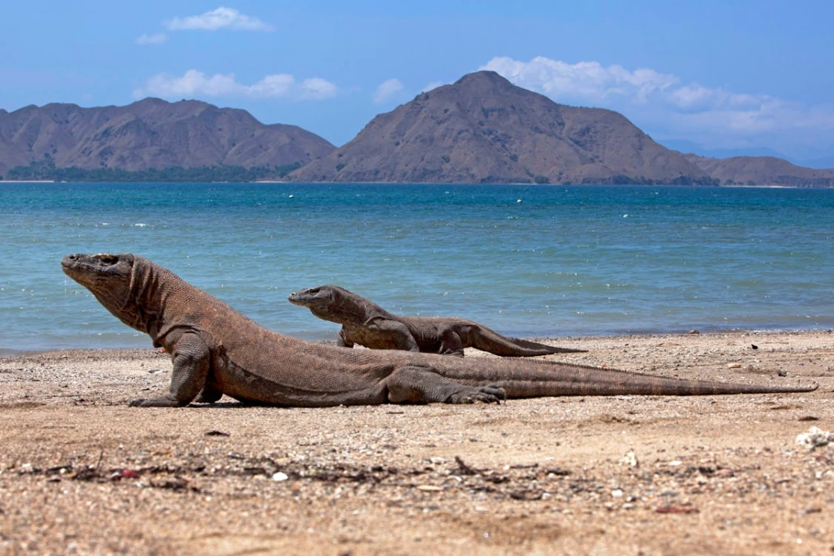 Komodo dragon facts