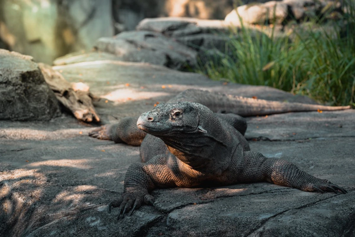 Komodo dragon diet