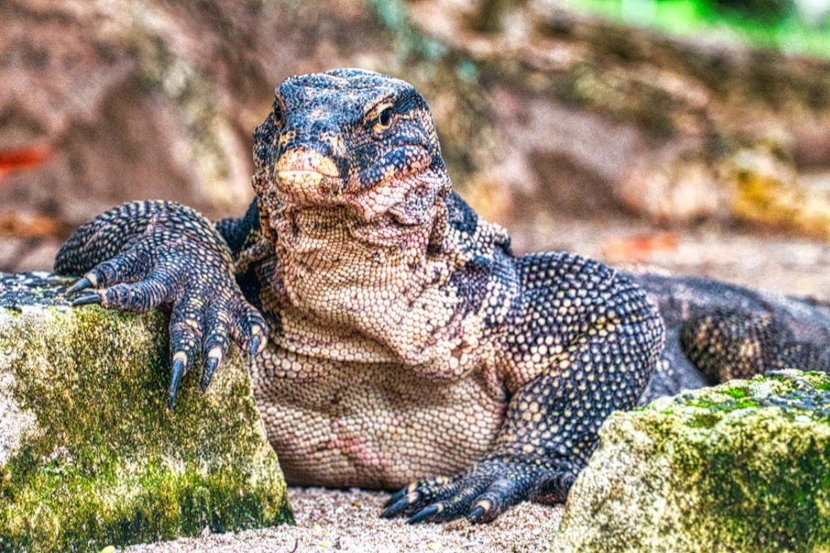 Komodo dragon facts