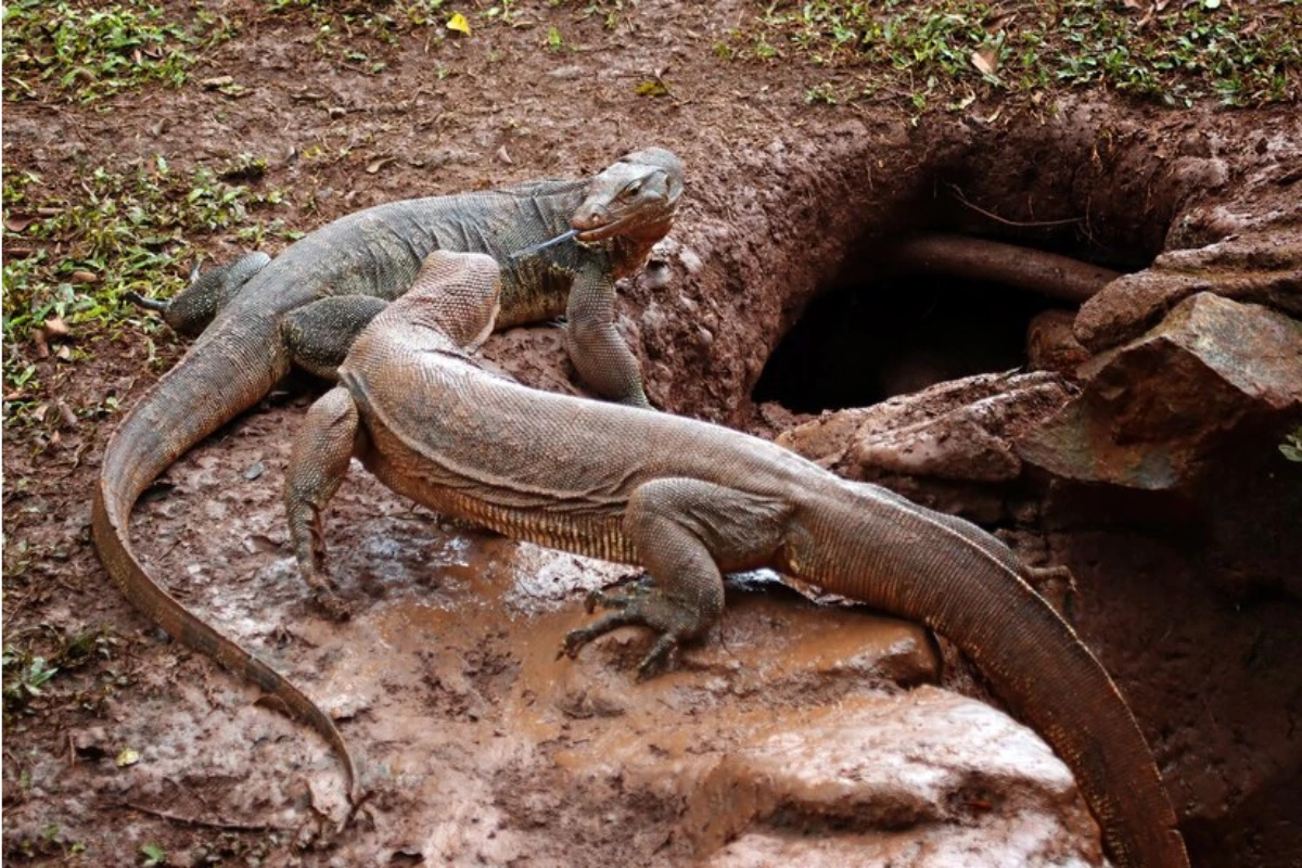 Komodo dragon facts
