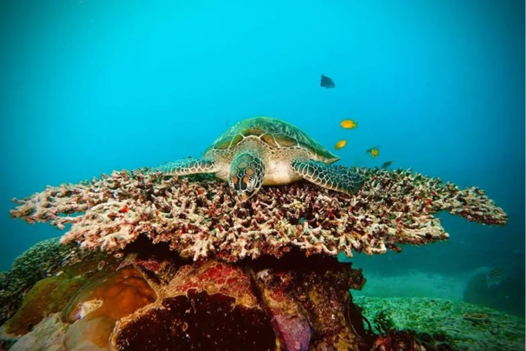 Batu Bolong Dive site
