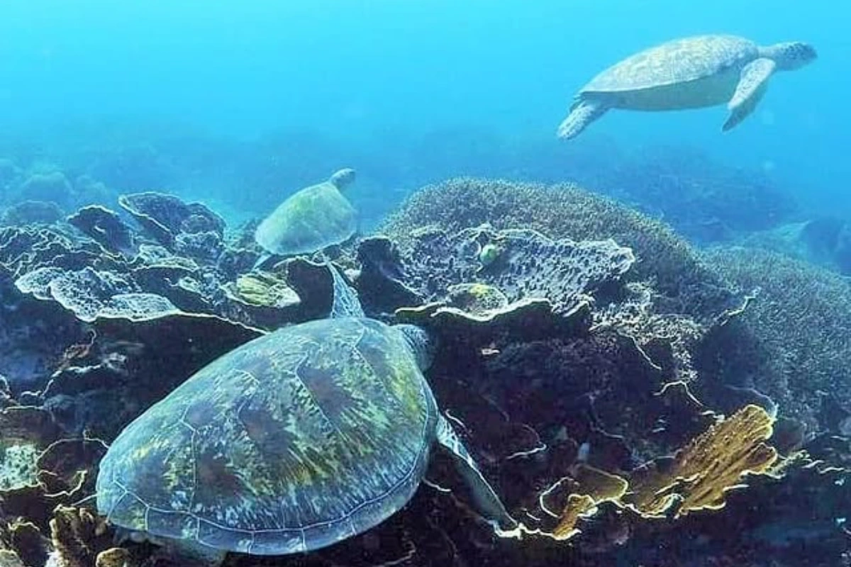 Komodo Island dive package