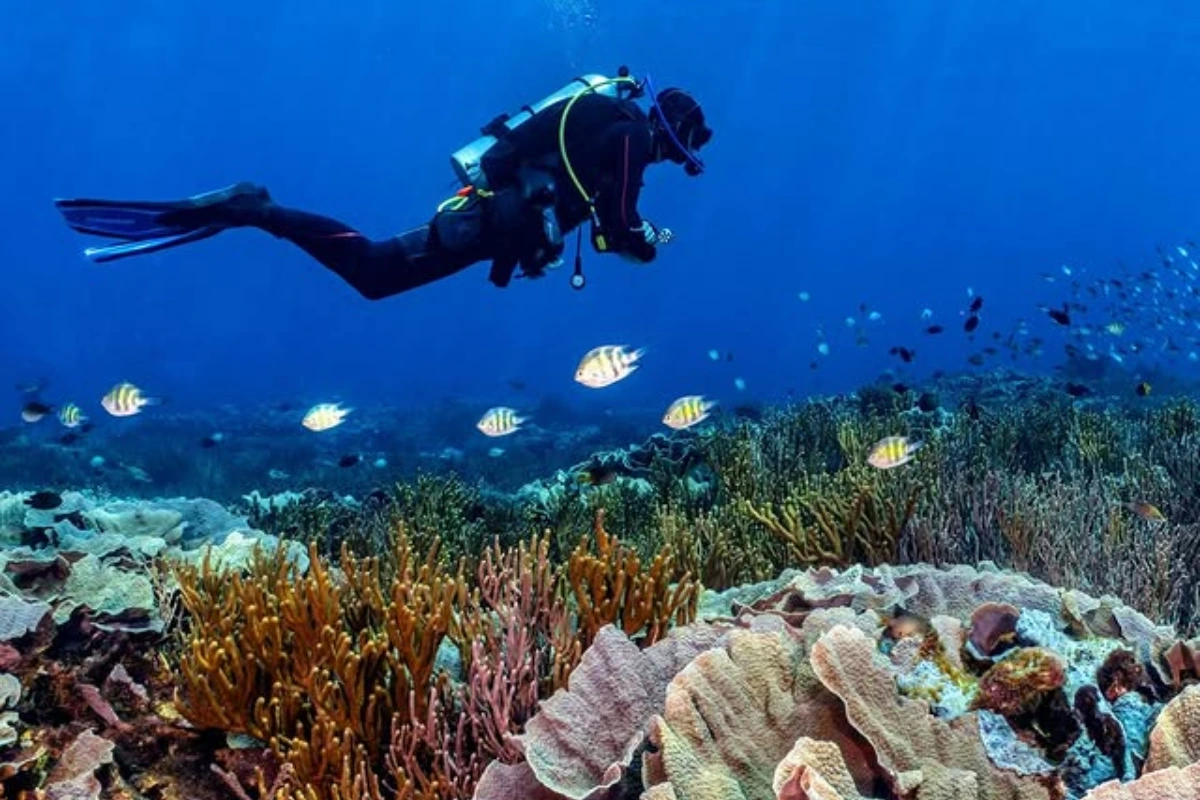 Komodo Island dive sites