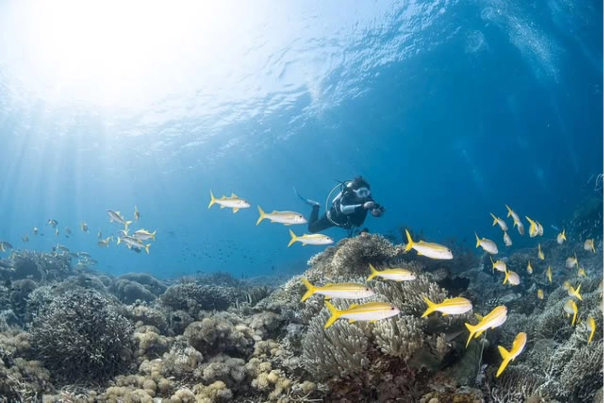 dive sites in Komodo Island
