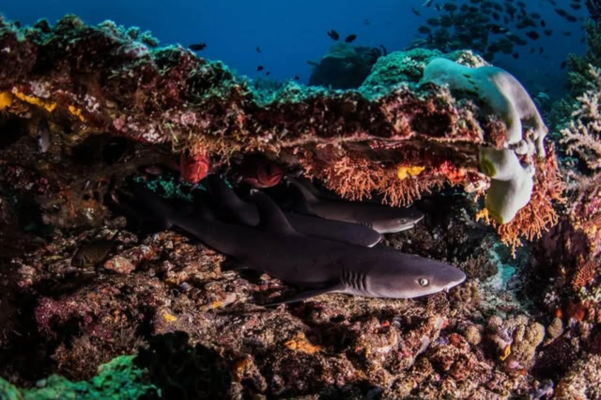 Komodo Island dive sites
