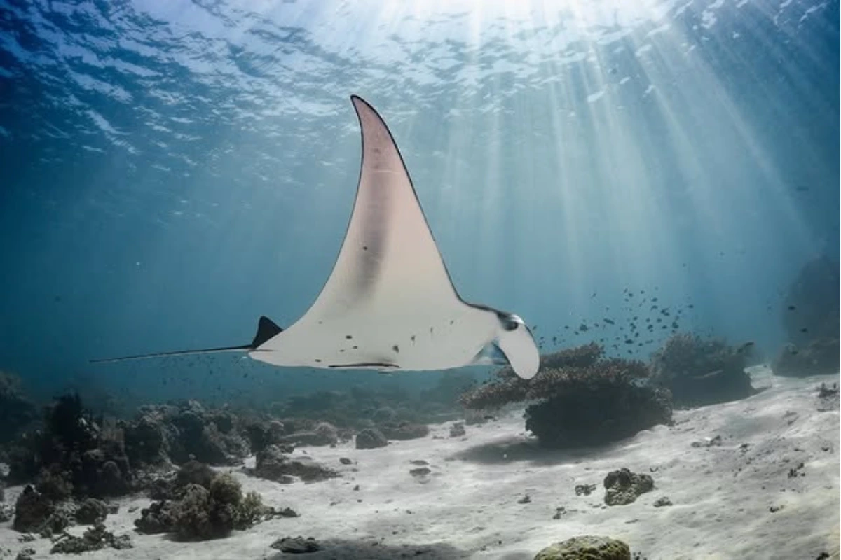 best dive site in Komodo Island