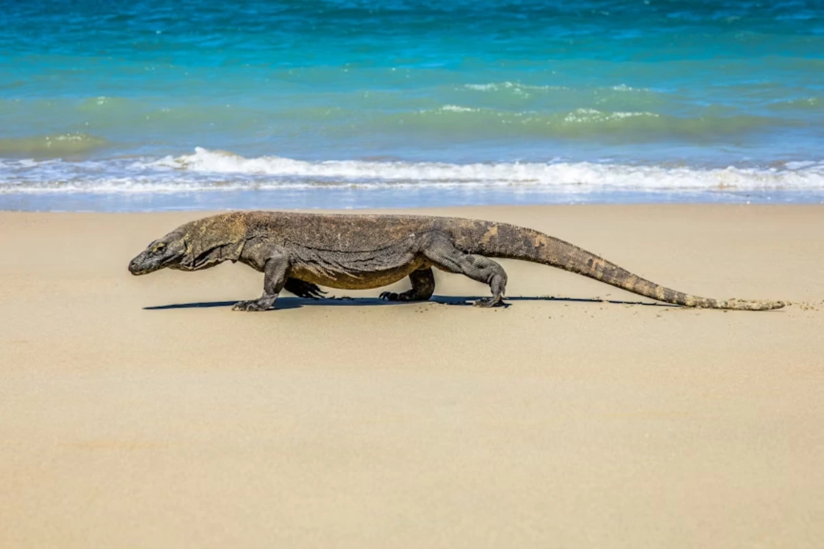 best time to visit Komodo National Park