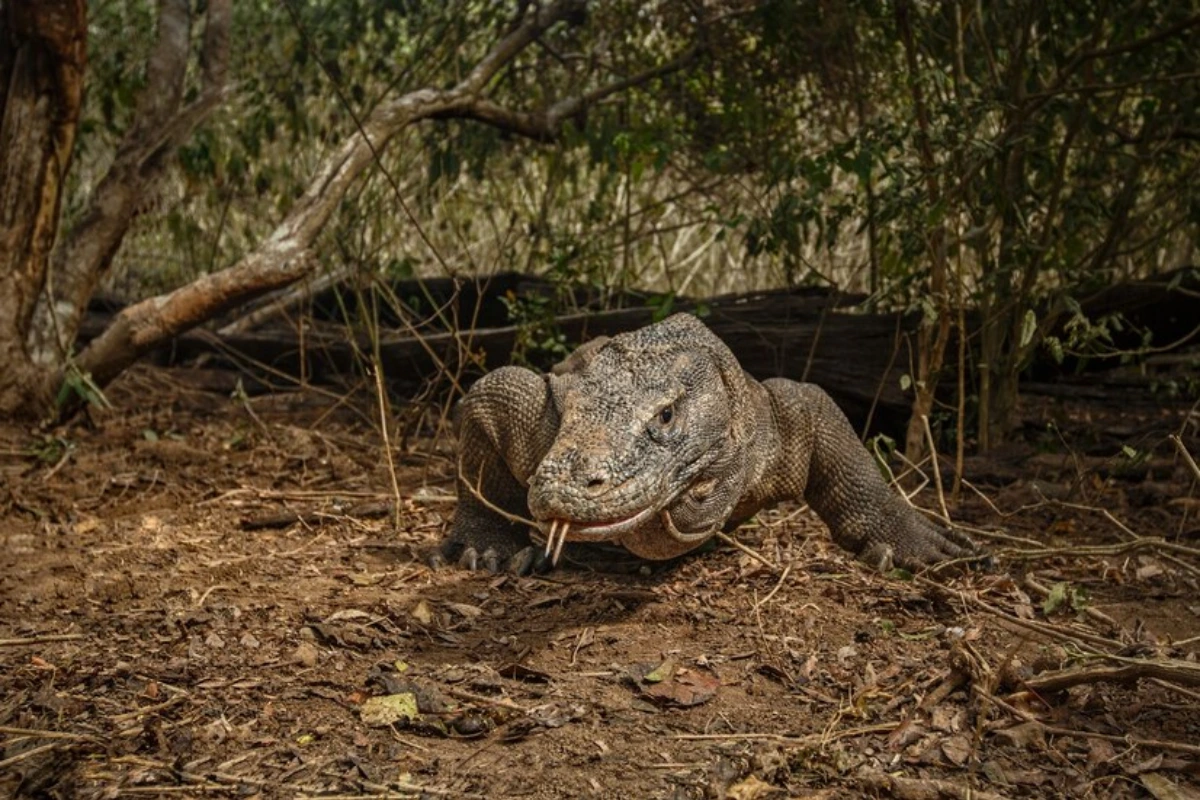 Komodo dragon venom glands