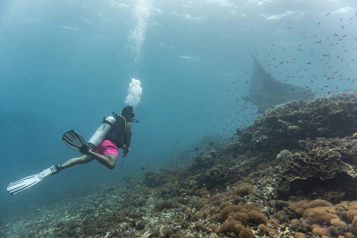 things to do in Loh Liang Komodo National Park